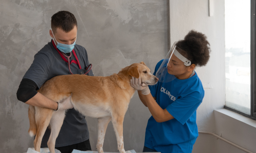 Kavezi za pse za stan preporuka veterinara